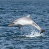Bottle-nosed Dolphin (Tursiops truncatus) juvenile breaching out of water